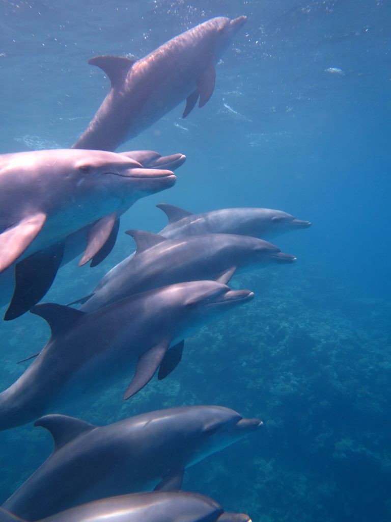 Delfine in der freien Wildbahn