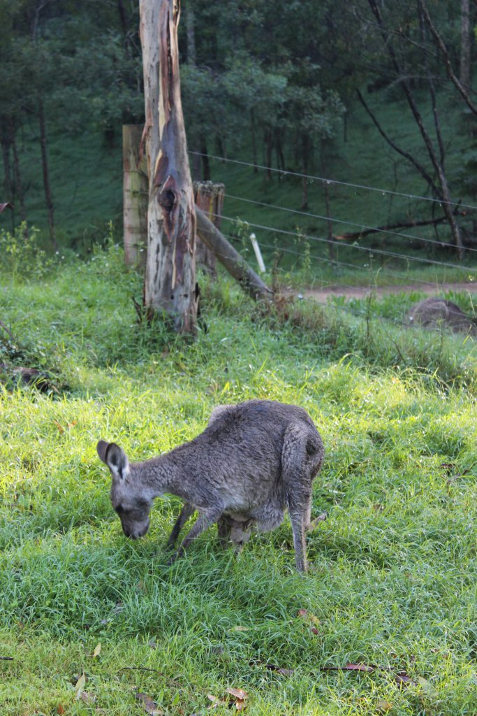 Kangaroos in der freien Wildbahn